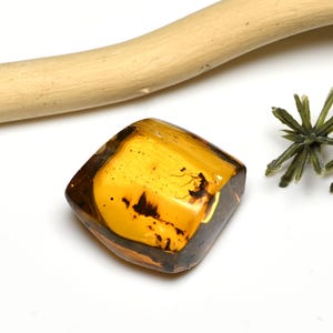 Hymenoptera (Wasp), Fossil insect inclusion in Chiapas Amber