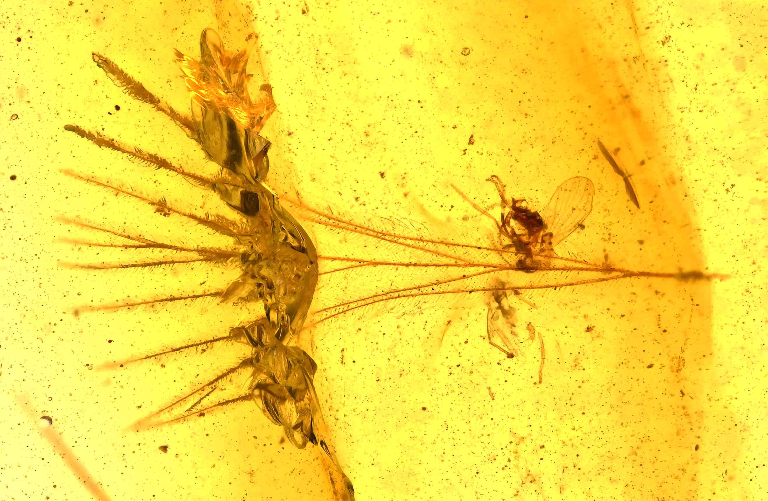 ビルマ産琥珀に含まれる希少な鳥類の羽毛の化石 - Etsy 日本