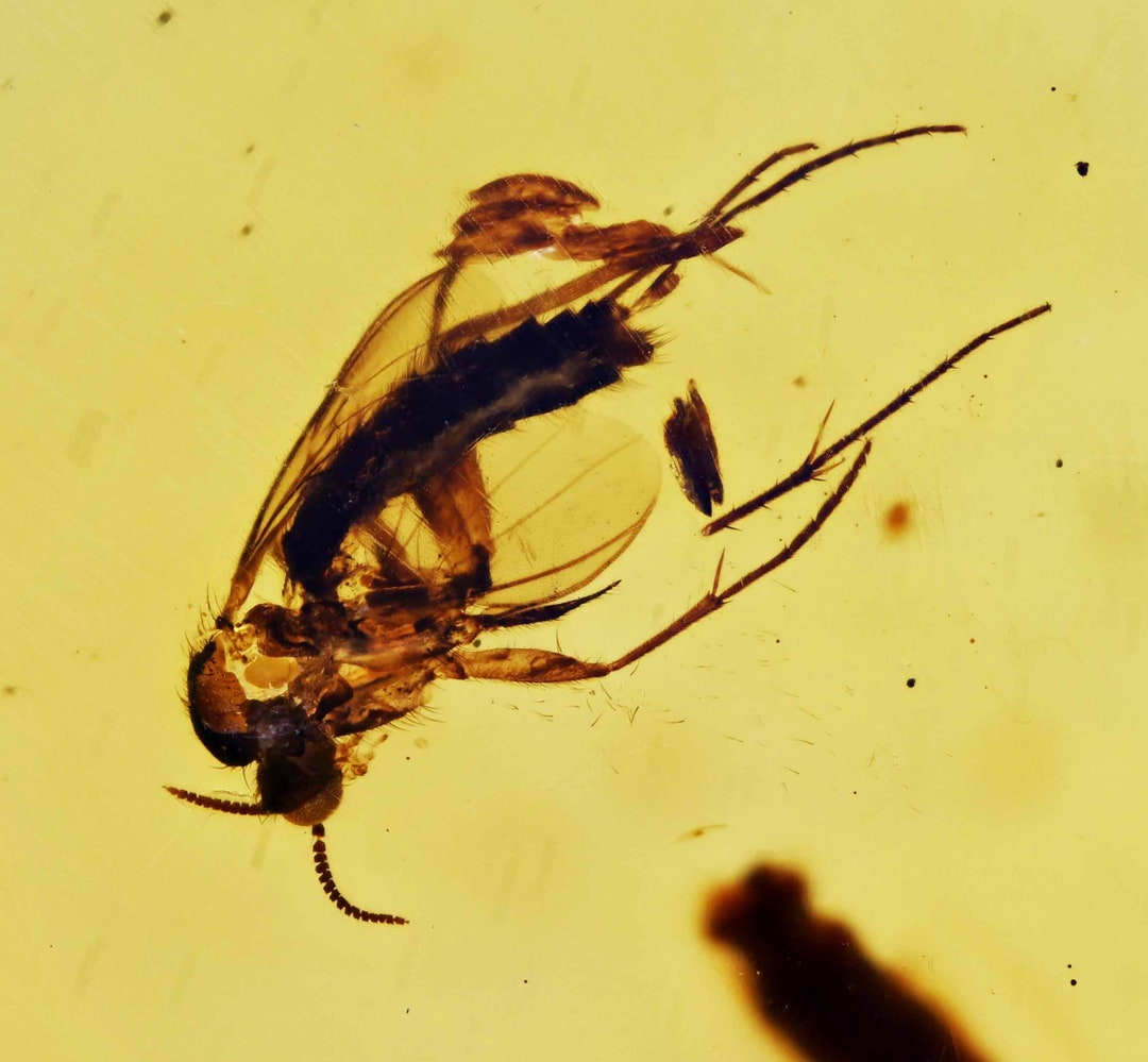 Detailed Gnat Laying Eggs Fossil Inclusion in Burmese Amber Etsy