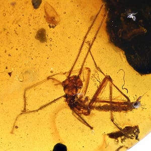 Schaarse phasmatodea (wandelstok), toevoeging van fossielen in Birmese amber