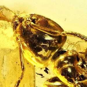 Detailed Aculeata, Formicidae (Ant), Fossil Inclusion in Baltic Amber