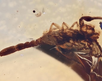 Rare Complete Scorpion, Fossil insect inclusion in Burmese Amber