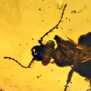 Rare Large Ommadidae beetle, Fossil inclusion in Burmese Amber