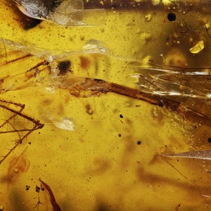Rare Zygoptera (Damselfly), Fossil inclusion in Burmese Amber