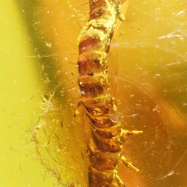 Detailed Coleoptera Beetle Larva, Fossil Inclusion in Dominican Amber