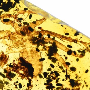 Rare Amblypygi (Whip Spider), Fossil inclusion in Burmese Amber