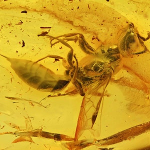 Detailed Crabronidae (Wasp) with stinger, Fossil Inclusion in Baltic Amber