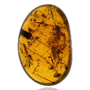 Large Insect, Fossil insect inclusions in Burmese Amber