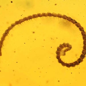 Detailed Diplopoda (Millipede), Fossil inclusion in Burmese Amber
