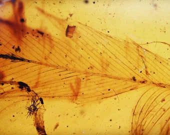 Rare Detailed Aves Bird Feather, Fossil inclusion in Burmese Amber
