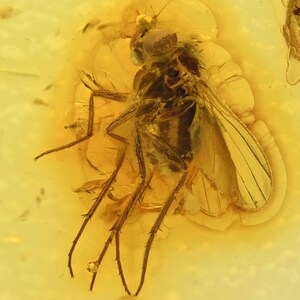 Dolichopodidae (Long-Legged Fly), Fossil insect inclusion in Baltic Amber