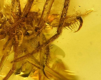 Rare Archaeidae (Assassin Spider), Fossil Inclusion in Baltic Amber