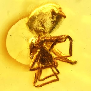 Detailed Araneae (Spider), Fossil Inclusion in Baltic Amber