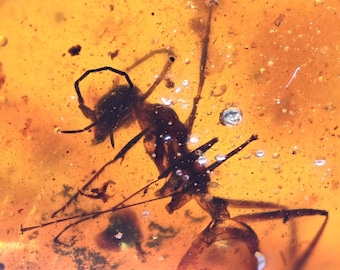 数百万年の間閉じ込められていた4匹の希少なアリが入った琥珀 | バルト 
