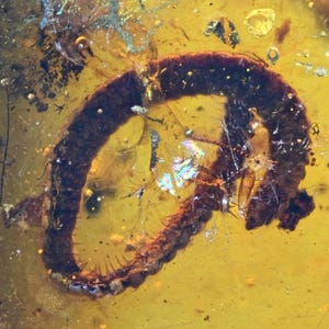 Detailed Diplopoda (Millipede), Fossil inclusion in Burmese Amber