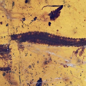 Detailed Diplopoda (Millipede), Fossil inclusion in Burmese Amber
