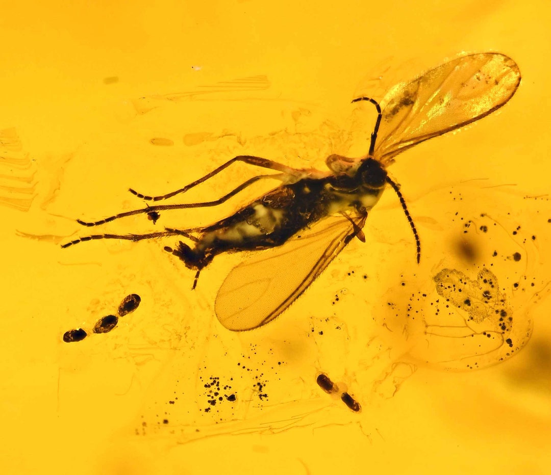 Detailed Sciaridae gnat Laying Eggs Fossil Inclusion in Etsy