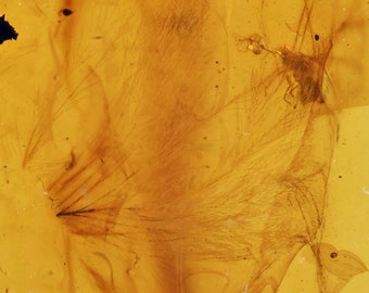 Rare Aves Bird Feather, Fossil Inclusion in Burmese Amber