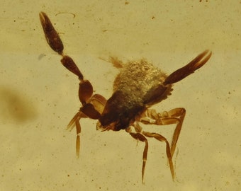 Pseudoscorpion détaillé (pseudoscorpion), inclusion de fossile dans l'ambre birman