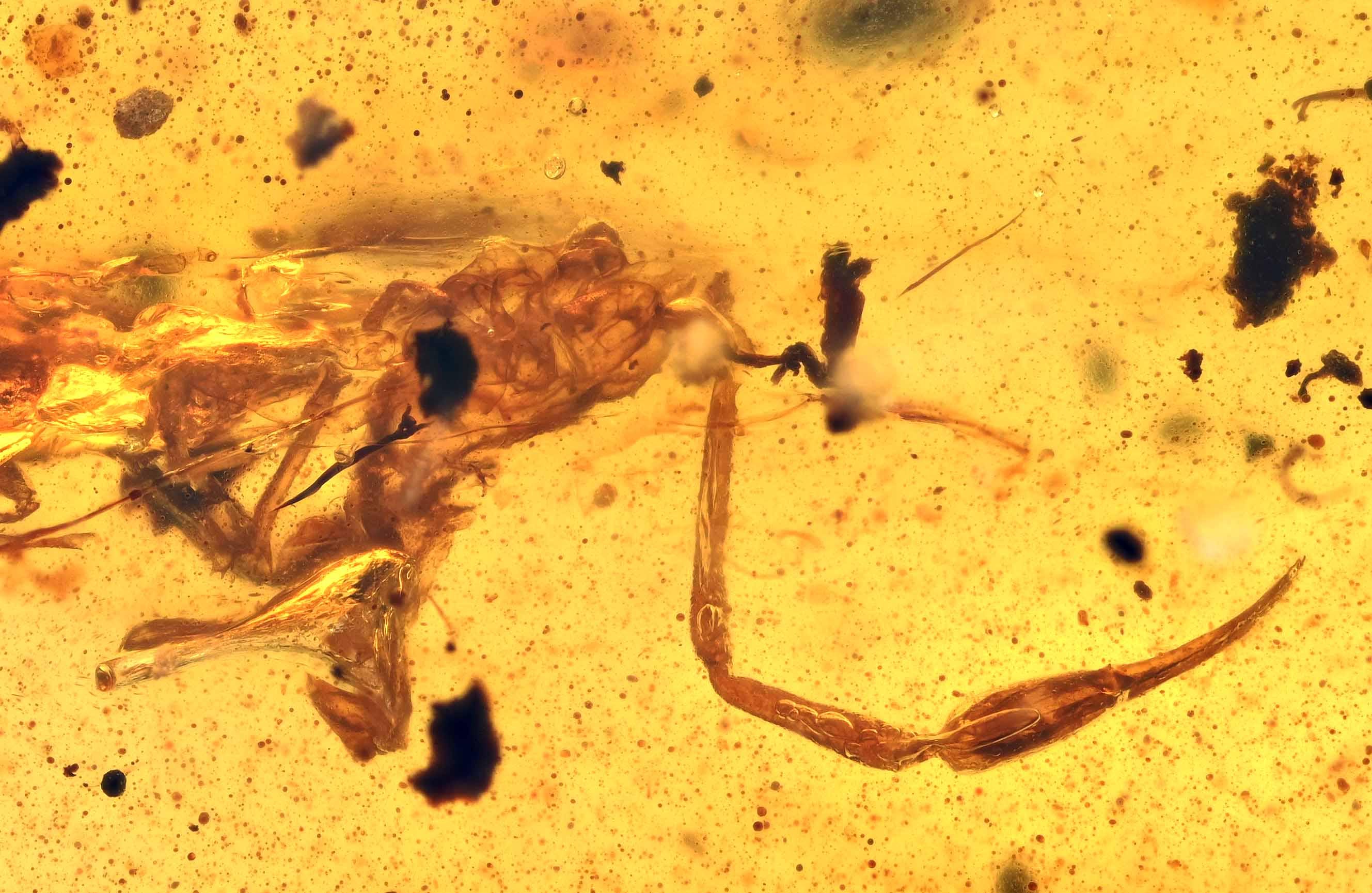 Pseudoscorpion - Etsy 日本