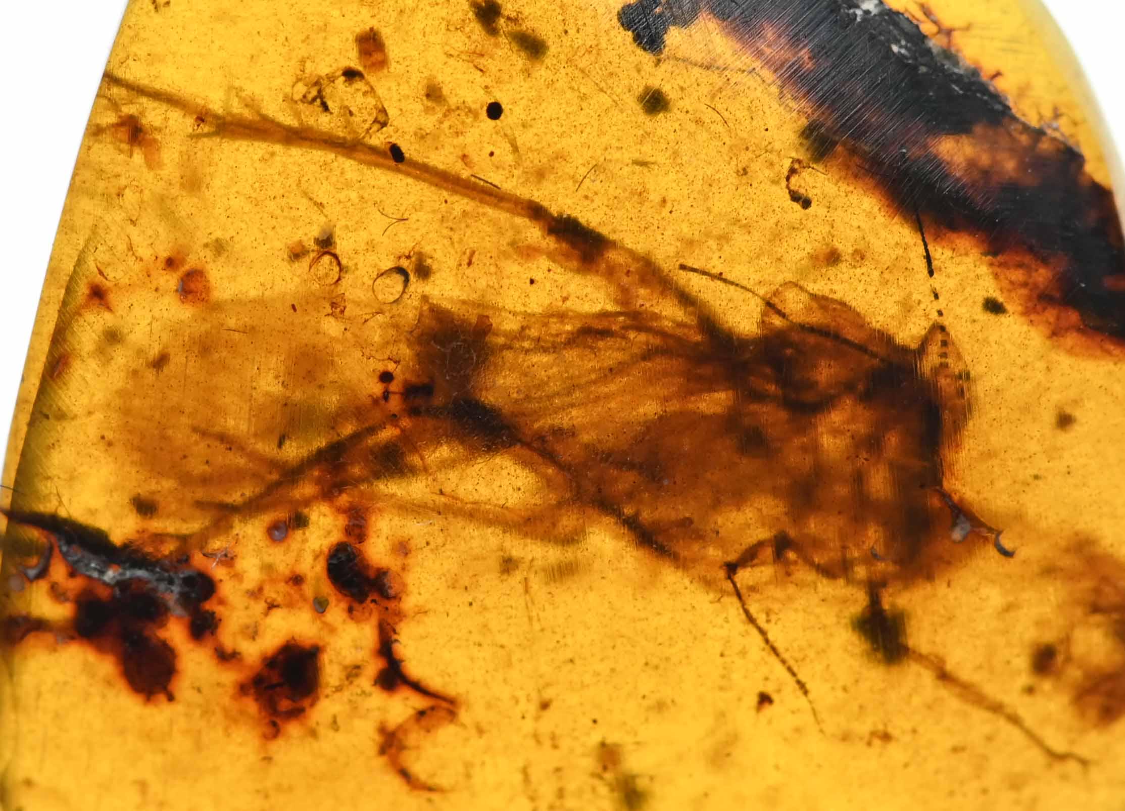 希少な絶滅したバッタ科（エルカニダエ科）、ビルマ産琥珀に含まれる