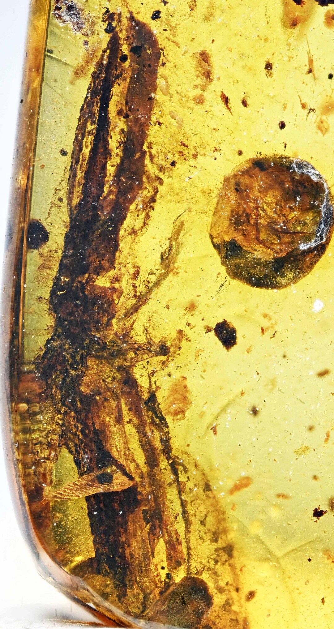 樹脂の化石【超激レア】 希少なトカゲの足、ビルマ産琥珀に含まれる化石 - Etsy 日本