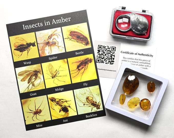 GENUINE Fossil Insect Inclusion in Burmese amber kit - 5 pieces, Loupe, + COA