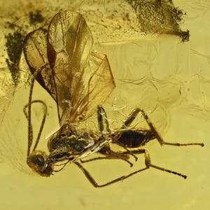 Detailed Apocrita (Narrow Waisted Wasp), Fossil insect inclusion in Baltic Amber