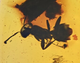 Grande fourmi détaillée, inclusion fossile dans l'ambre birman