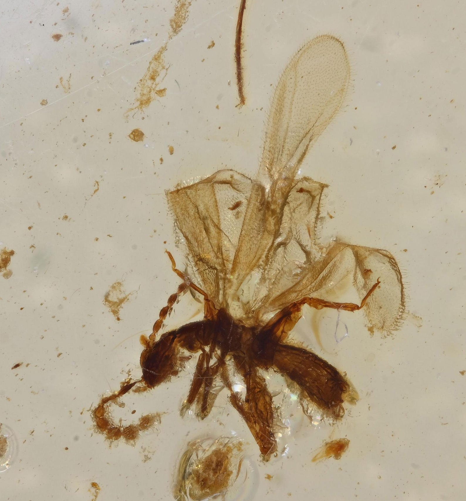 RARE Zoraptera (angel Insect), Fossil Insect Inclusion in Burmese Amber ...
