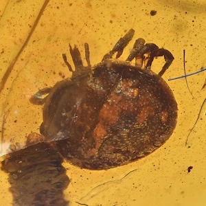 Rare Acari (Hard Round Tick), Fossil Inclusion in Burmese Amber