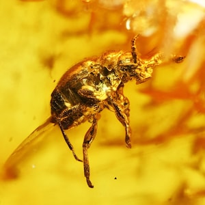 Super Detail! Pselaphinae (Ant-Loving Beetle) Fossil Inclusion in Baltic Amber