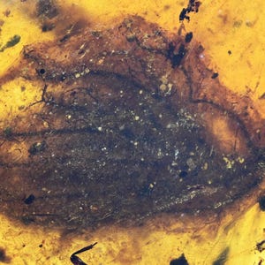 Scarce Gymnosperm Flower, Fossil Inclusion in Burmese Amber