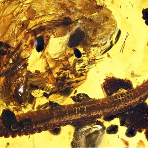Detailed Diplopoda (Millipede), Fossil inclusion in Burmese Amber