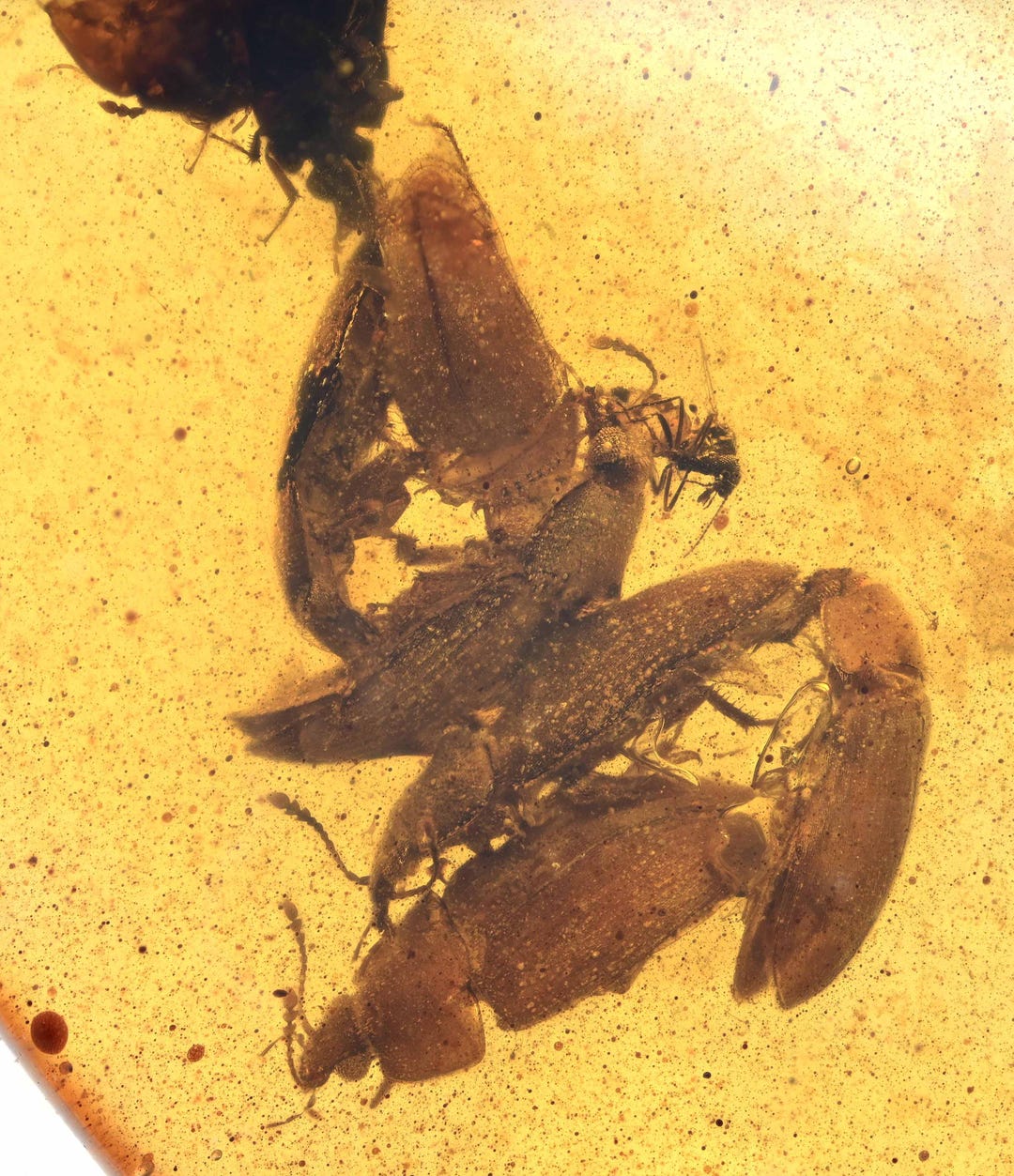 Rare Swarm of Beetles, Fossil Inclusion in Burmese Amber - Etsy