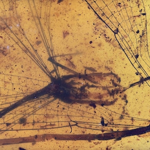 Three rare Zygoptera (Damselfly), Fossil inclusion in Burmese Amber