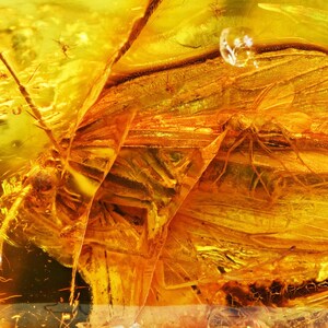 Detailed Trichoptera (Caddisfly), Fossil Inclusion in Baltic Amber
