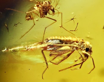 Orthoptera (Cricket) Fossil inclusion in Burmese Amber