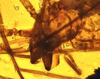 Spider with large fangs, Fossil inclusion in Burmese Amber