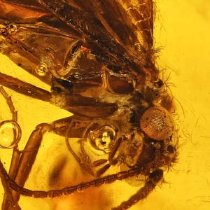 Super Detailed Trichoptera (Caddisfly), Fossil Inclusion in Baltic Amber