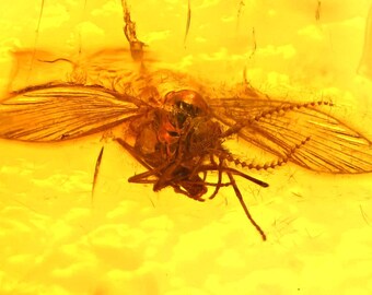 Spread wings Psychopsidae, Fossil Inclusion in Baltic Amber