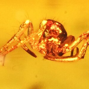 Detailed Araneae (Spider), Fossil Inclusion in Baltic Amber