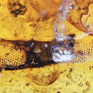 Rare Lizard tail, Fossil inclusion in Burmese Amber