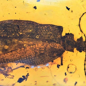 Rare Large Ommadidae beetle, Fossil inclusion in Burmese Amber