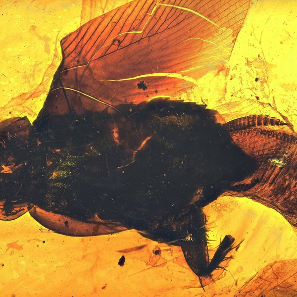 SUPER RARE! Cockroach Laying Egg Sac, Fossil inclusion in Burmese Amber