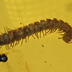 Diplopoda (Millipede), Fossil insect inclusion in Burmese Amber