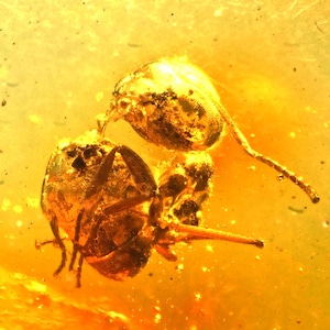 Detailed Aculeata, Formicidae (Ant), Fossil Inclusion in Baltic Amber