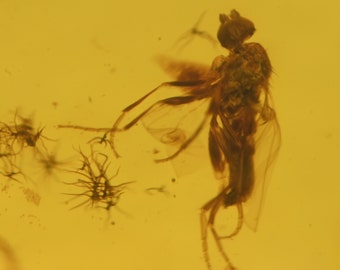 Brachycera (mouche), inclusion d'insectes fossiles dans l'ambre birman