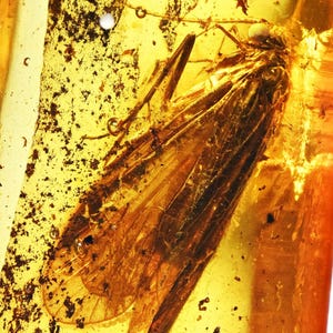 Detailed Trichoptera (Caddisfly), Fossil Inclusion in Baltic Amber