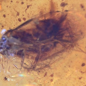 Blattodea (Cockroach), Fossil insect inclusion in Burmese Amber